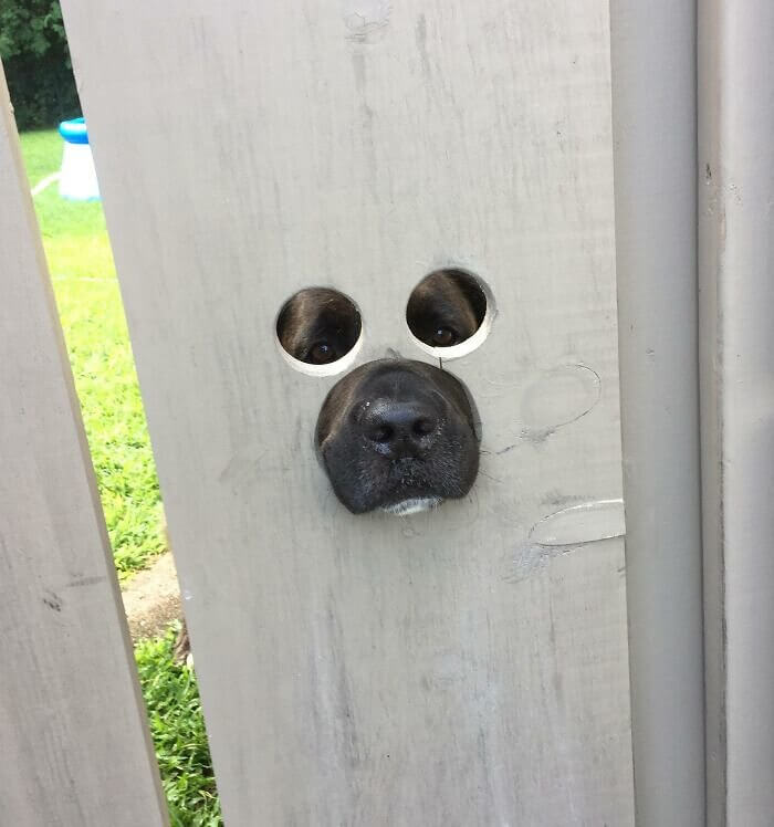 Just a Few Holes Are Needed for the Dog to See the Outside World