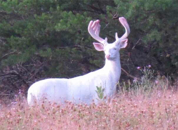 Rudolf, Is That You