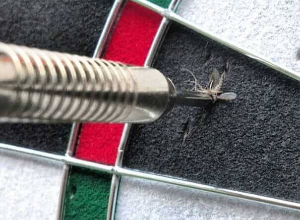 Moquito Killed By A Dart