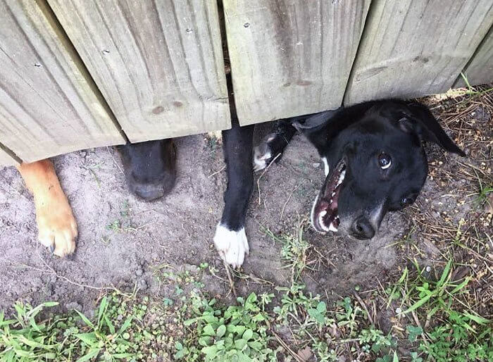 Making Friends With the Neighbor's Dog
