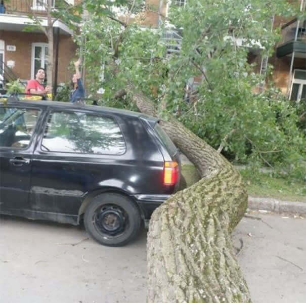 Trees Care About Cars