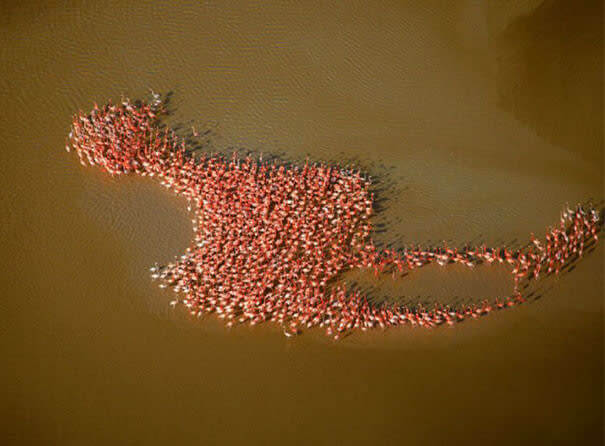 A Flamboyance Shaped Like A Flamingo