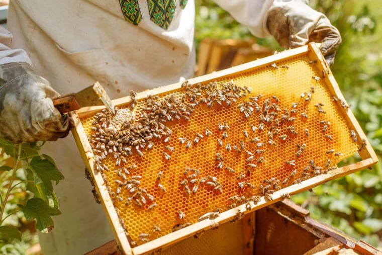 The Honey Is Local