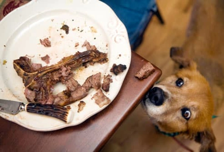 10 Toxic Foods Your Dog Should Never Eat